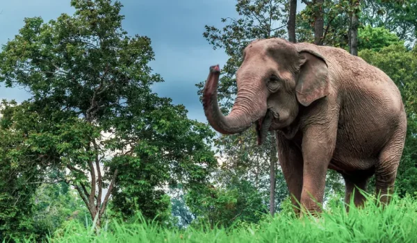 Mae Sa Elephant Camp